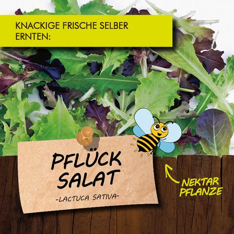 Pflcksalat - LA'BIO! Krutergarten
