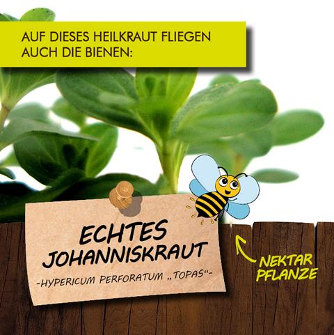 Echtes Johanniskraut