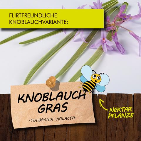 Knoblauch-Gras